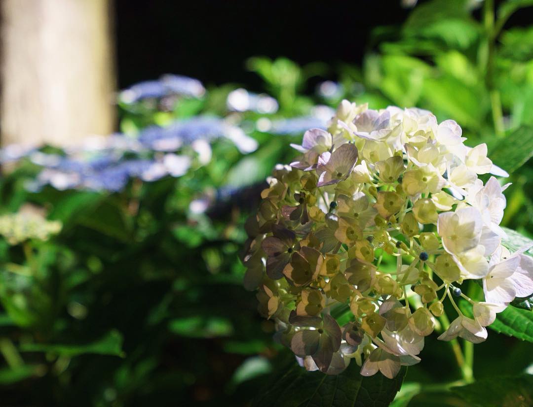 #hydrangea #mimurotoji #floodlights #uji is not #kyoto ;) #紫陽花 #三室戸寺 #ライトアップ #宇治 is not #京都